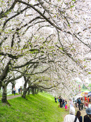 流川の桜並木