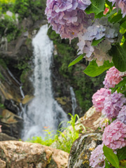 見返りの滝の紫陽花