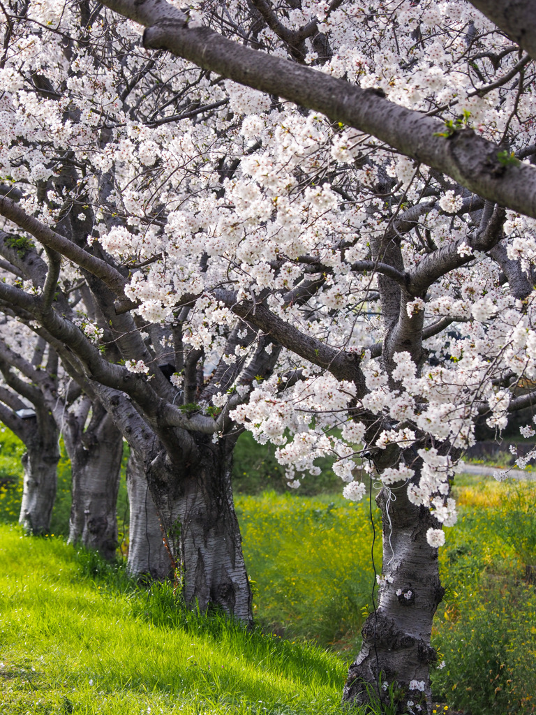 草場川の桜並木