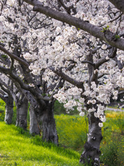 草場川の桜並木