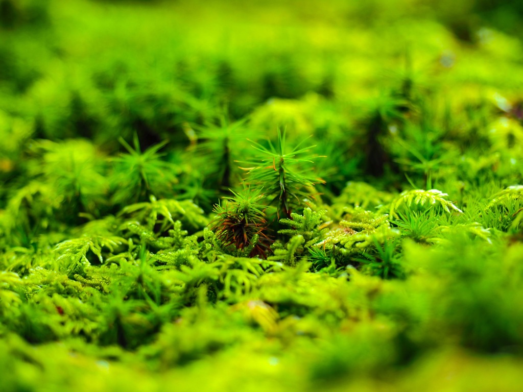 法然院苔の世界
