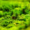 法然院苔の世界