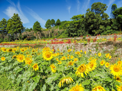 山田ひまわり園