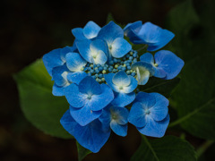 大聖寺の紫陽花