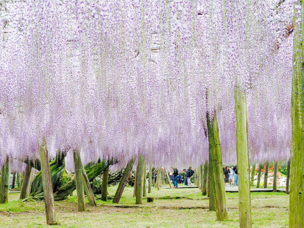 河内藤園