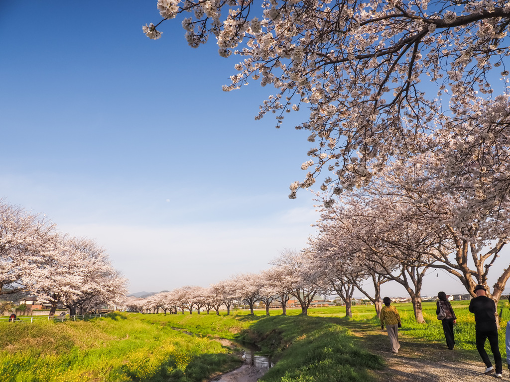 草場川の桜並木