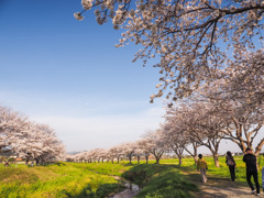 草場川の桜並木