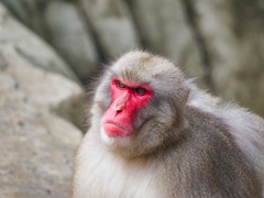 福岡市動物園