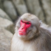 福岡市動物園