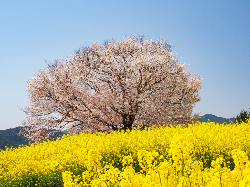馬場の山桜