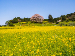 馬場の山桜