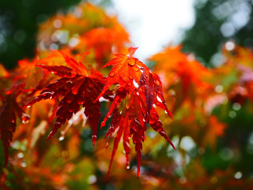 二荒山神社の梅雨