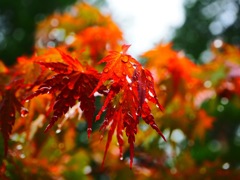 二荒山神社の梅雨