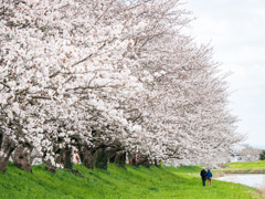 流川の桜並木
