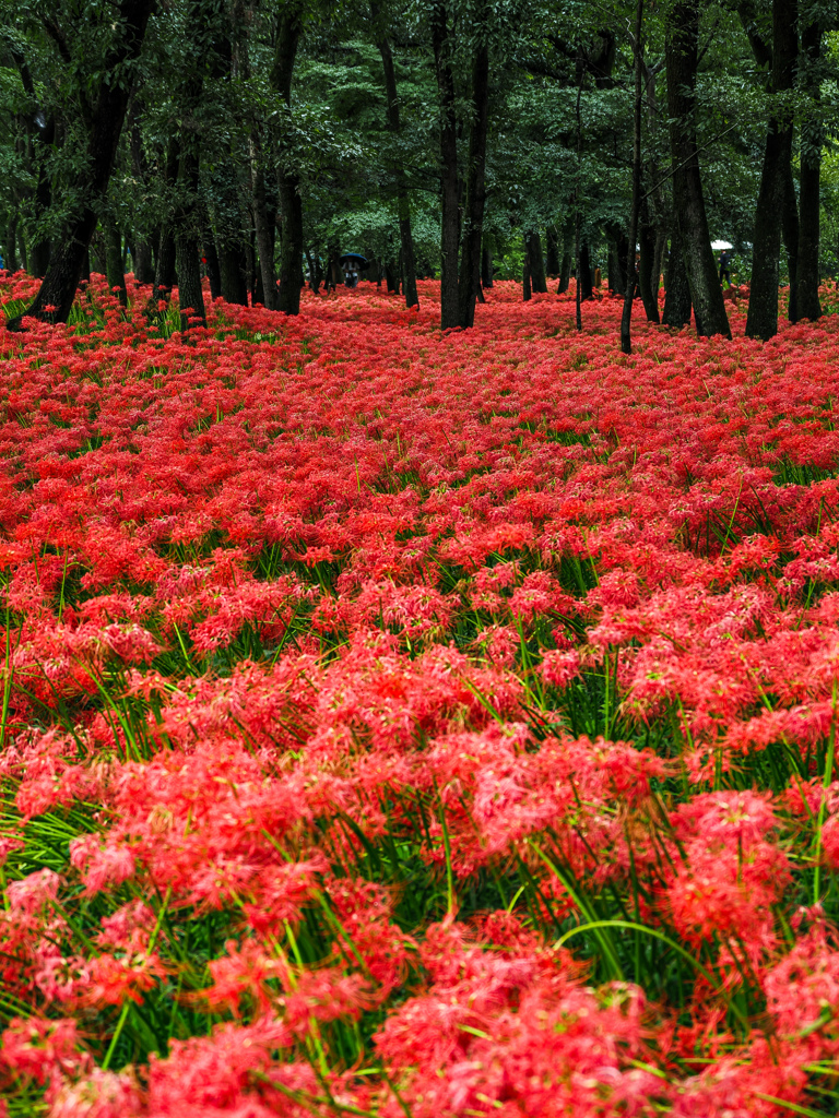 巾着田曼珠沙華公園