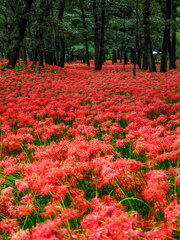 巾着田曼珠沙華公園