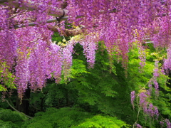 河内藤園