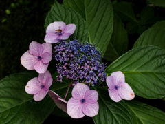 竈門神社の紫陽花