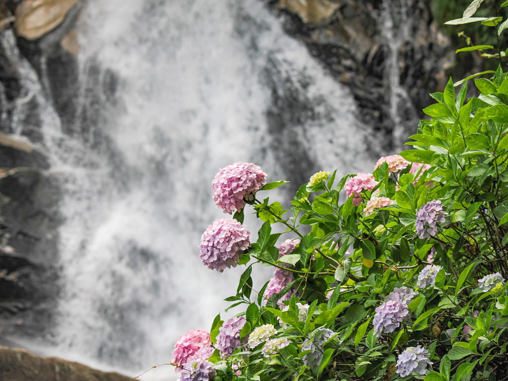 見返りの滝の紫陽花