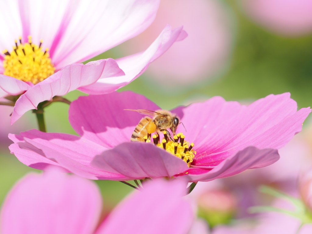 キリン花園