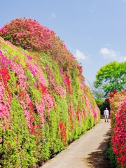 松本ツツジ園