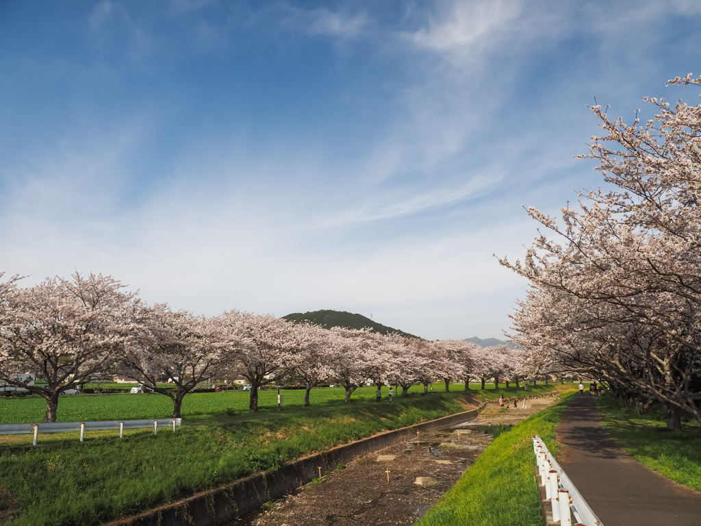 草場川の桜並木