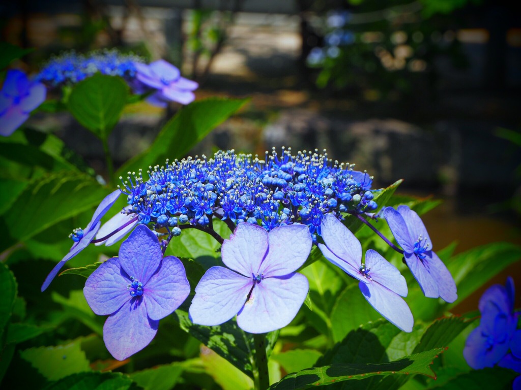 紫陽花