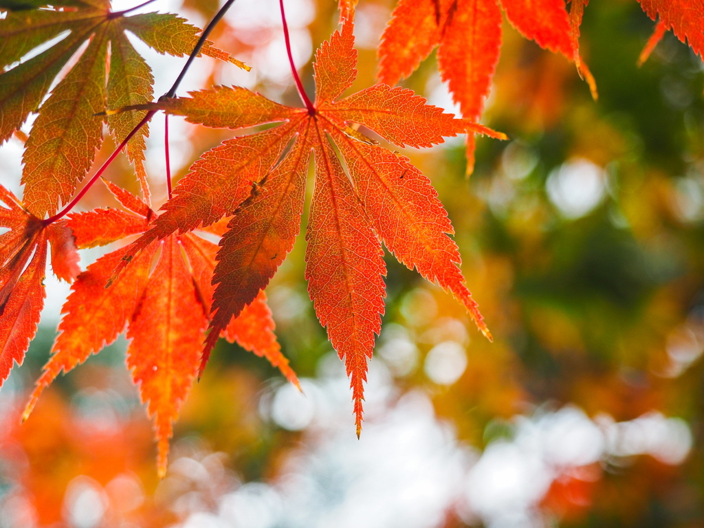 伊勢神宮の紅葉
