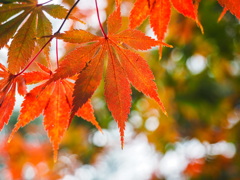 伊勢神宮の紅葉