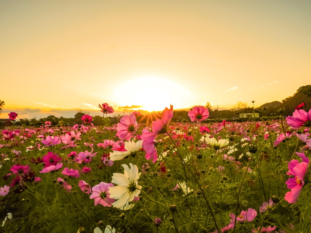 金立コスモス園