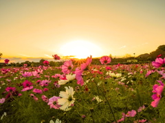 金立コスモス園