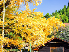 下城の大イチョウ