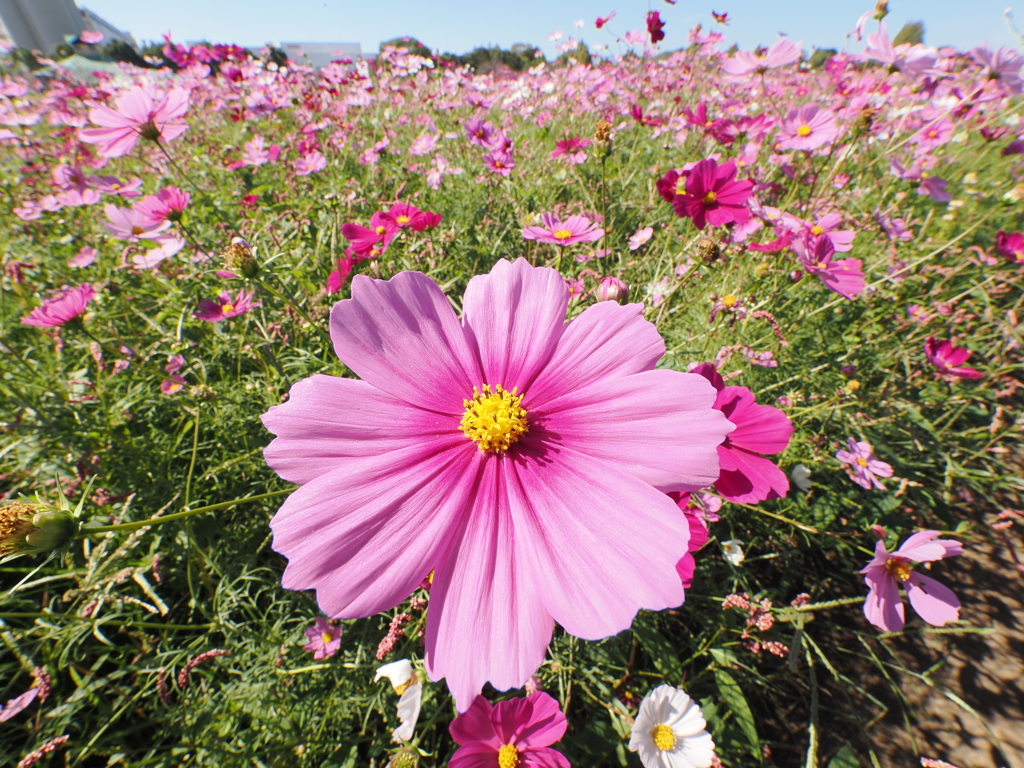 キリン花園