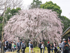 醍醐寺