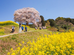 馬場の山桜