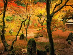 光明禅寺