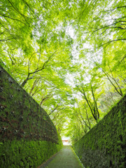 鯛生金山