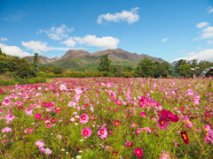 くじゅう花公園