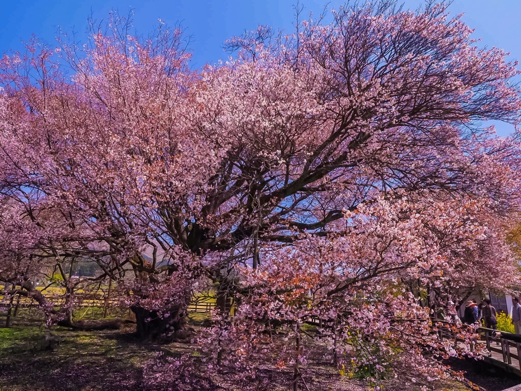 一心行の大桜