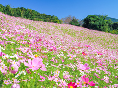 大又農園