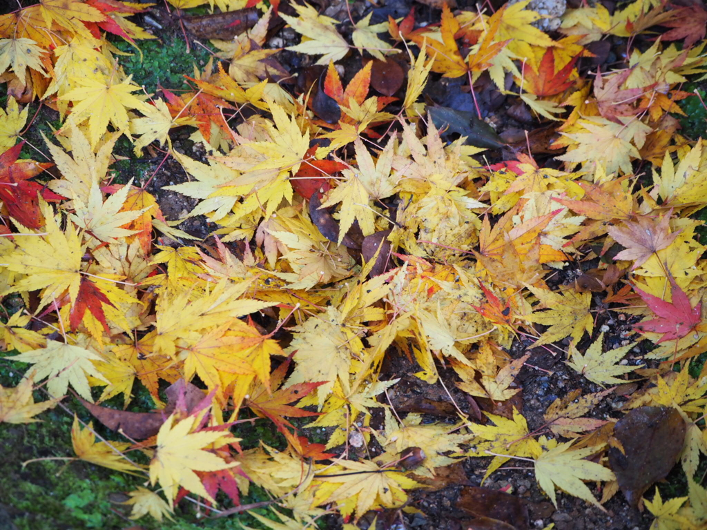 瑠璃光寺