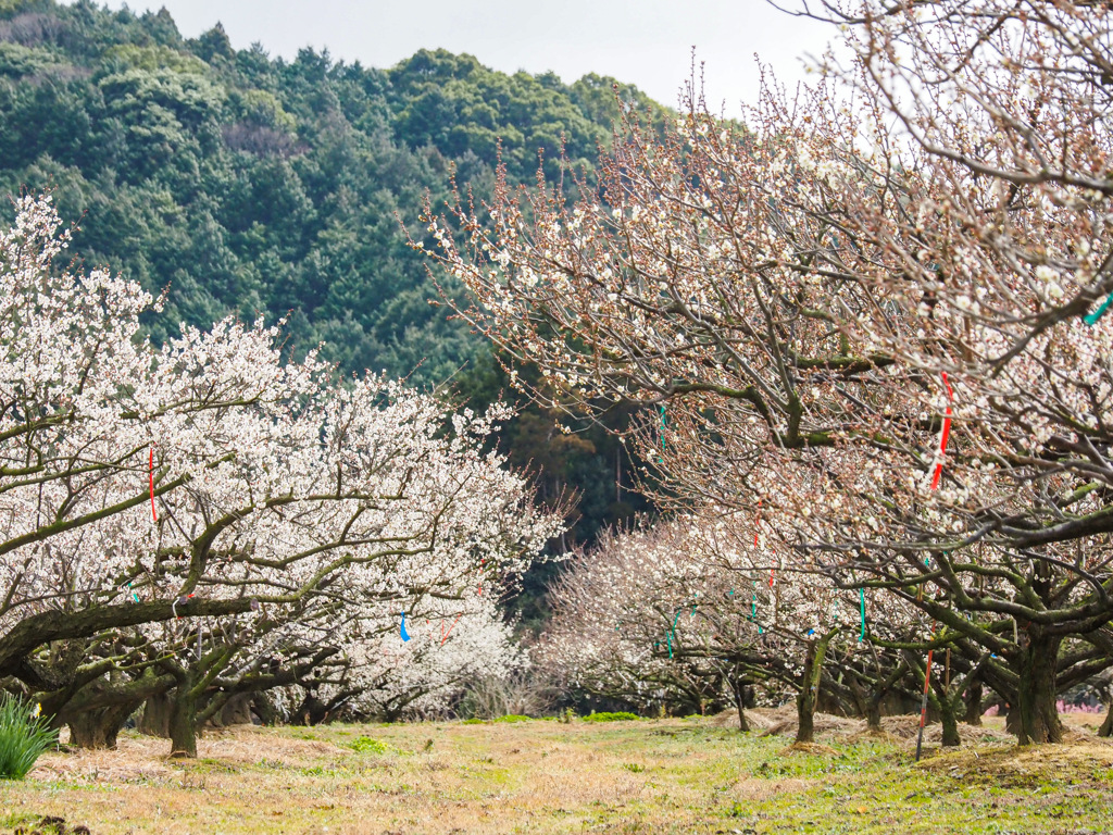 伊万里梅園