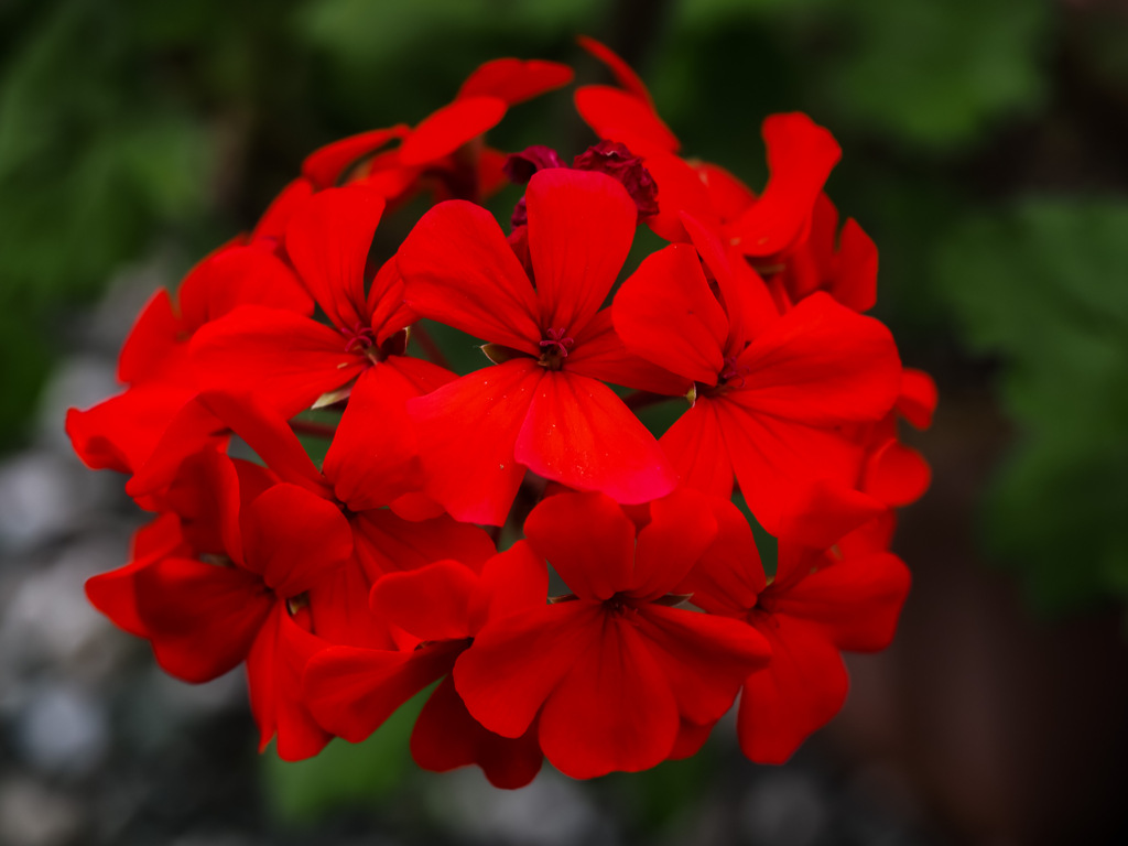 ゼラニウムの花
