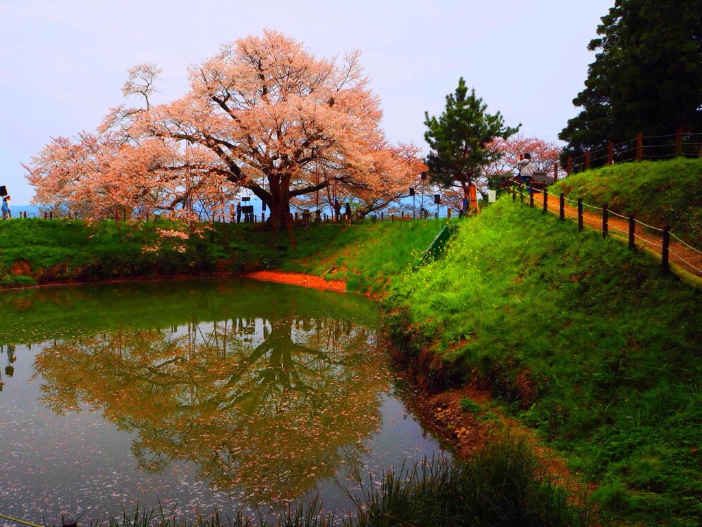 浅井の一本桜