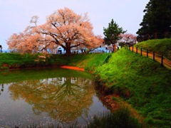 浅井の一本桜