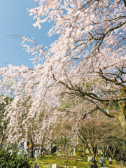 岩屋寺