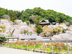 長谷寺