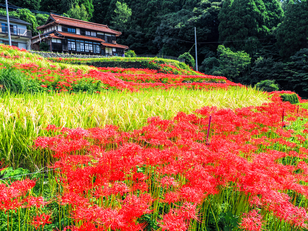 江里山棚田