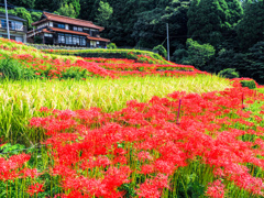江里山棚田