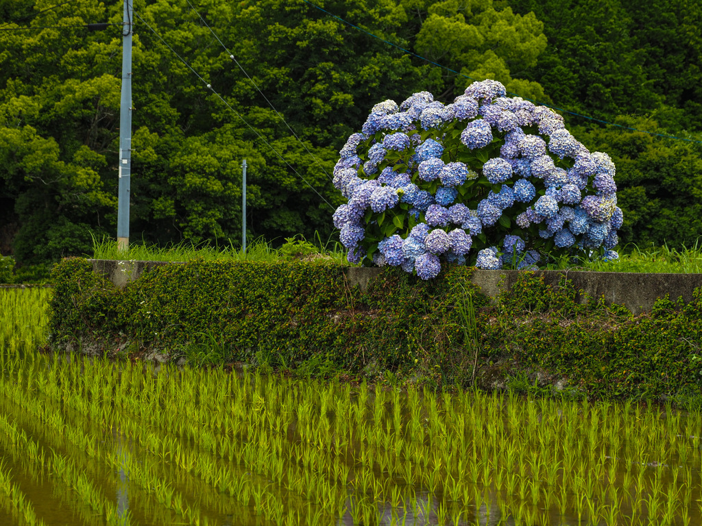 紫陽花